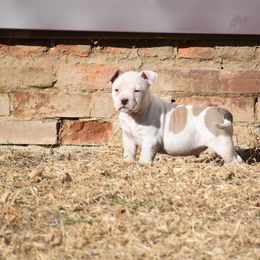 American Bully Puppies from Wulfsbane American Bullies