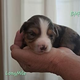 BMF - Blue merle female Miniature American Shepherd puppy in Elgin, Oregon from LongMile Aussies