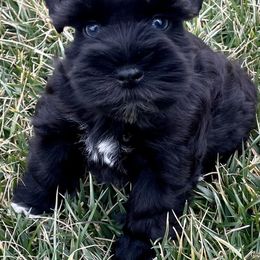 Miniature Schnauzers from Faith Hope Love Schnauzers