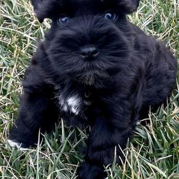 Miniature Schnauzers from Faith Hope Love Schnauzers
