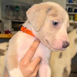Orange collar - Mantle male Great Dane puppy in Loris, South Carolina from Days Danes