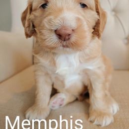 Australian Labradoodle Puppies from Lavender Fields Australian Labradoodles