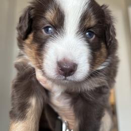 Australian Shepherd Puppies from Wylie Mini Aussies