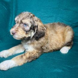 Boy 2 - Red male Aussiedoodle puppy in Alabama from SBA Aussies