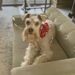 Moca - Miniature Schnauzer