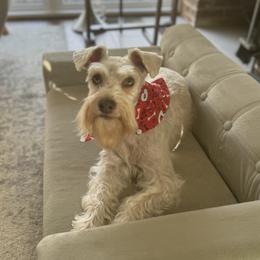 Moca - Miniature Schnauzer