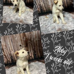 German Shepherd Puppies from Pocono GSD