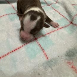 Daisy Duck - Red tri female Toy Australian Shepherd puppy in Menan, Idaho from Teton Toy Aussies