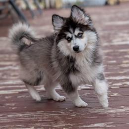 Petri - Black and white male Pomsky puppy in Hurleyville, New York from My Crazy Pomskys