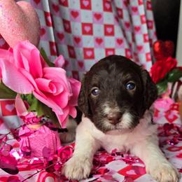 Purple collar - Brown and white female Bernedoodle puppy in Mckenzie, Tennessee from Small Town Doodles & Poodles