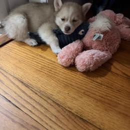 Pomsky Puppies from White Horse Pomsky's