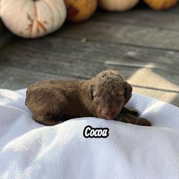 Cocoa - Red female Aussiedoodle puppy in Ellenburg Center, New York from Kristin's Puppies