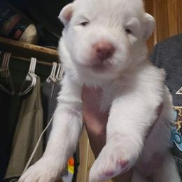 PRECIOUS (PURPLE) - White female Siberian Husky puppy in Quincy, Illinois from Boden Breeding