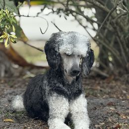 Millie - Poodle