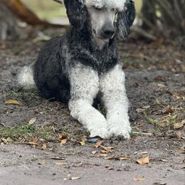 Millie - Poodle