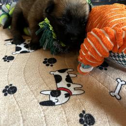Belgian Malinois Puppies from Care 2 Protect