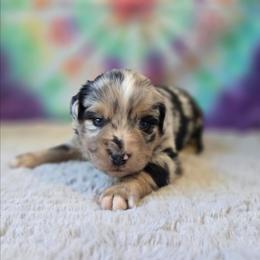 Reba - Blue merle female Miniature Australian Shepherd puppy in Church Hill, Tennessee from Hippie Dog Haven