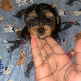 Buster 1500 - Black and tan male Yorkipoo puppy in Gastonia, North Carolina from Dynasty Kennel