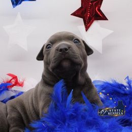 American Bully Puppies from 49th State Kennels