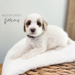Robinhood - Parti male Maltipoo puppy in Huntsville, Texas from Nelson Creek Farms