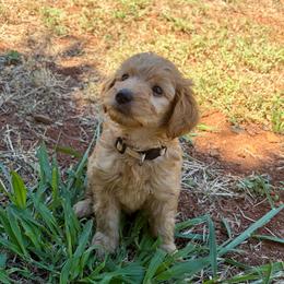 F1B Goldendoodle Sandy - Red  female Goldendoodle puppy in Redding, California from Casa Delarosa Collective Poodles & Doodles