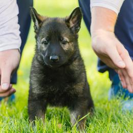 German Shepherd Puppies from Faoladh German Shepherds