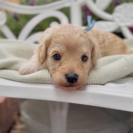 Simon - Apricot male Cavapoo puppy in Arlington, Texas from Van Haselen Poodles and Doodles