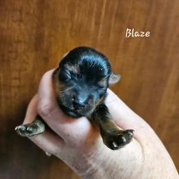 Blaze - Black and tan male Yorkshire Terrier puppy in West Plains, Missouri from Brinkley Yorkies
