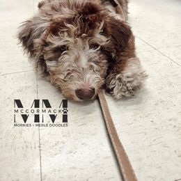 Double Doodle and Morkie Puppies from McCormack Morkies + Merle Doodles