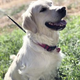Golden Retriever Puppies from Brightside Goldens