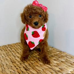Thea-Toy Poodle - Red female Maltipoo puppy in Morehead, Kentucky from Paw Perfect Pets