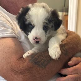 Lola - Blue merle female Border Collie puppy in Newfane, New York from Janese's Border Collies