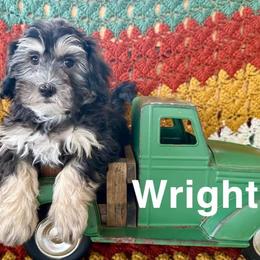 Aussiedoodle, Cockapoo, and Havapoo Puppies from Kaitlen Wood