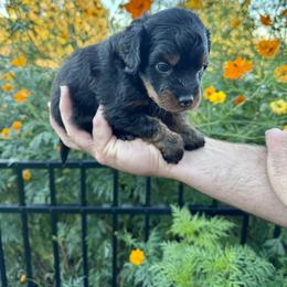 Aussiedoodle and Bernedoodle Puppies from LolliPop Farms