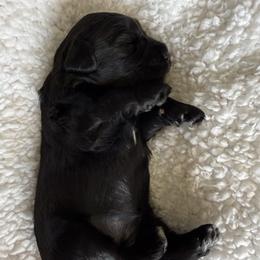 Brock's Miniature Schnauzer - Black female Miniature Schnauzer puppy in Greensburg, Louisiana from Brock’s  Miniature Schnauzers