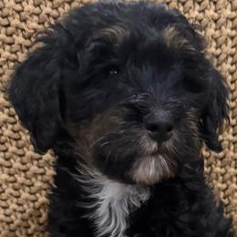 Lyra Girl 2 - Phantom female Bernedoodle puppy in Churchill County Fallon, Nevada from Card Family Ranch