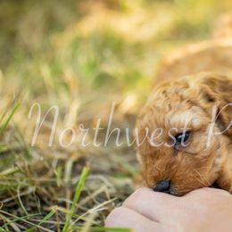 Poodle Puppies from Northwest pets Poodles