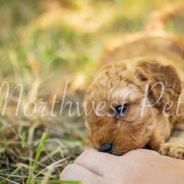 Poodle Puppies from Northwest pets Poodles
