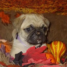 Pugs from Brenda Marquez