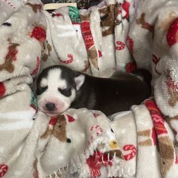 Siberian Husky Puppies from McDonald's Homegrown Huskies