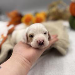 Madison - Orange belton female English Setter puppy in Rogers, Ohio from StoneyBrook Setters