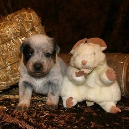 Australian Cattle Dog Puppies from Shada