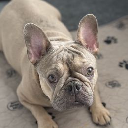 Coco - French Bulldog
