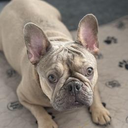 Coco - French Bulldog