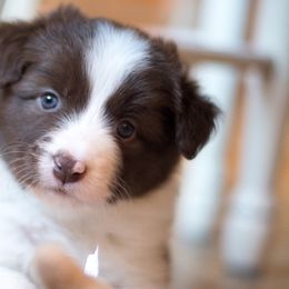 Border Collie Puppies from Bold North Border Collies