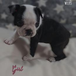 Pink - Black and white female Boston Terrier puppy in Clinton Township, Michigan from Greenberg's Boston Terriers & Bullies of Metro Detroit
