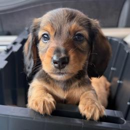 Letty - Sable female Dachshund puppy in Dickinson, Texas from Beth’s Doxieland