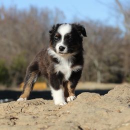 Australian Shepherd, Miniature Australian Shepherd, and Toy Australian Shepherd Puppies from Elmo’s Toy and Miniature Australian Shepherds