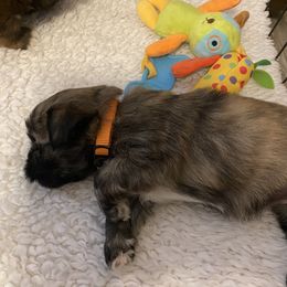 Lhasa Apso Puppies from Lhasa Apso Doggy Stylez Fl