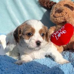 Little Louie - Blenheim male Cavapoo puppy in Fort Worth, Texas from Creekwood Miniature Cavapoos